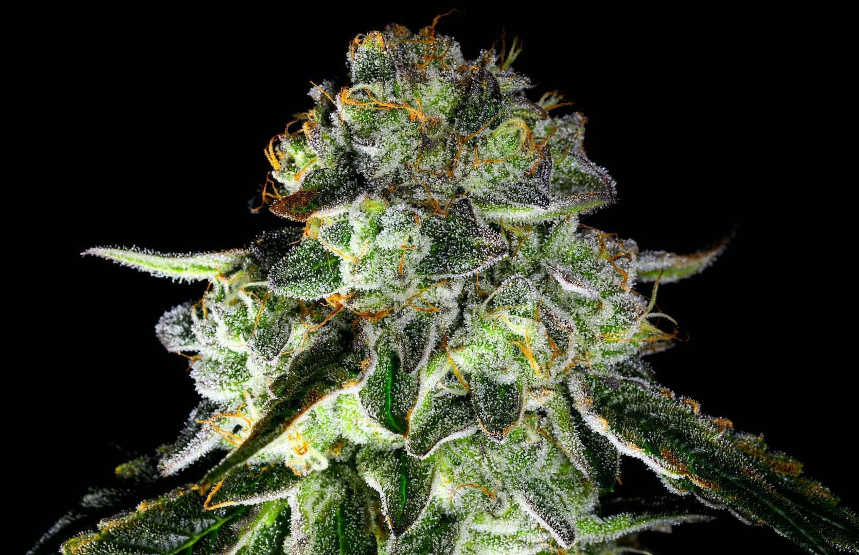 Bloom County - Kush Mints - Bulk Flower - 1