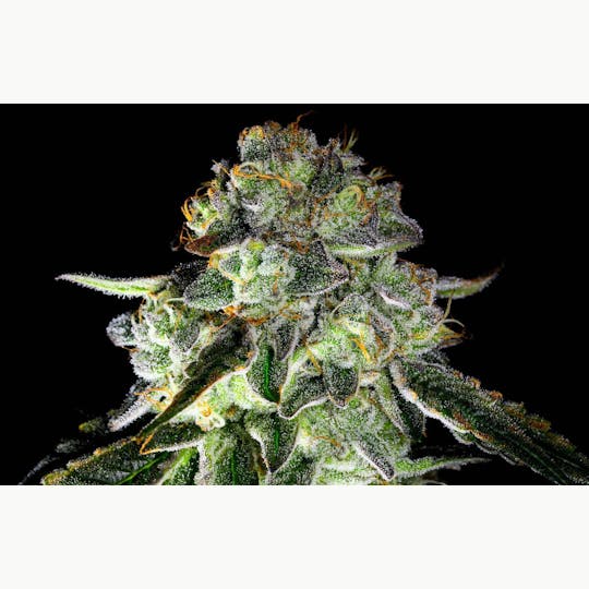 Bloom County - Kush Mints - Bulk Flower - 1