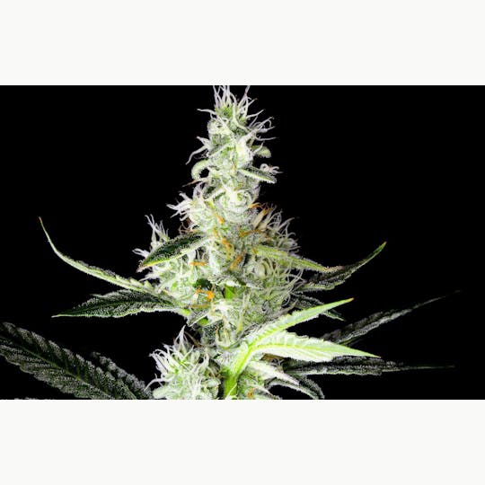 Bloom County - GMO - Bulk Flower - 1