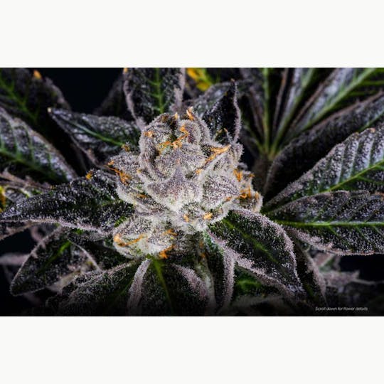Bloom County - Rainbow Chip - 3.5g Flower - 1