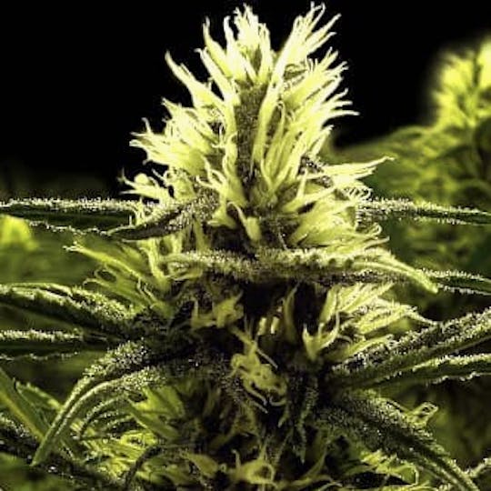 Bloom County - Citral Skunk - Bulk Flower - 1