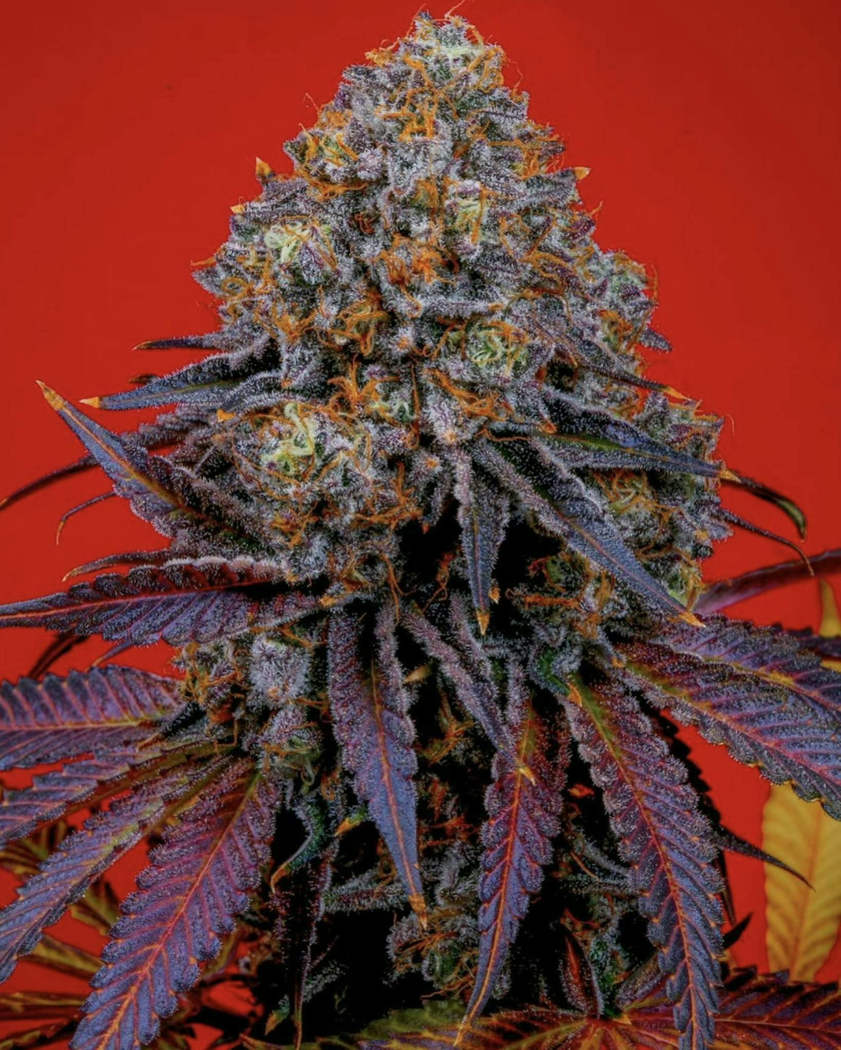 Bloom County - Joker - 3.5g Flower - 1