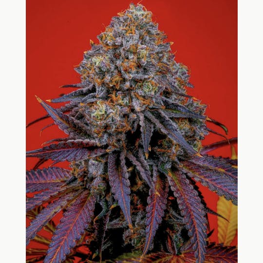 Bloom County - Joker - 3.5g Flower - 1