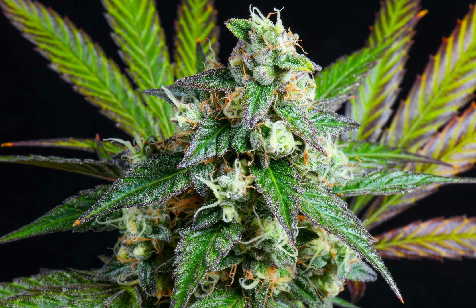 Bloom County - Menage - Bulk Flower - 1