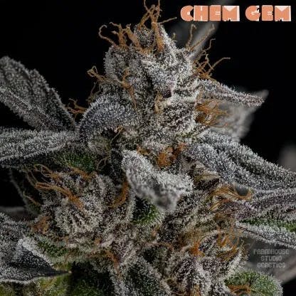 Bloom County - Chem Gem - 3.5g Flower - 1