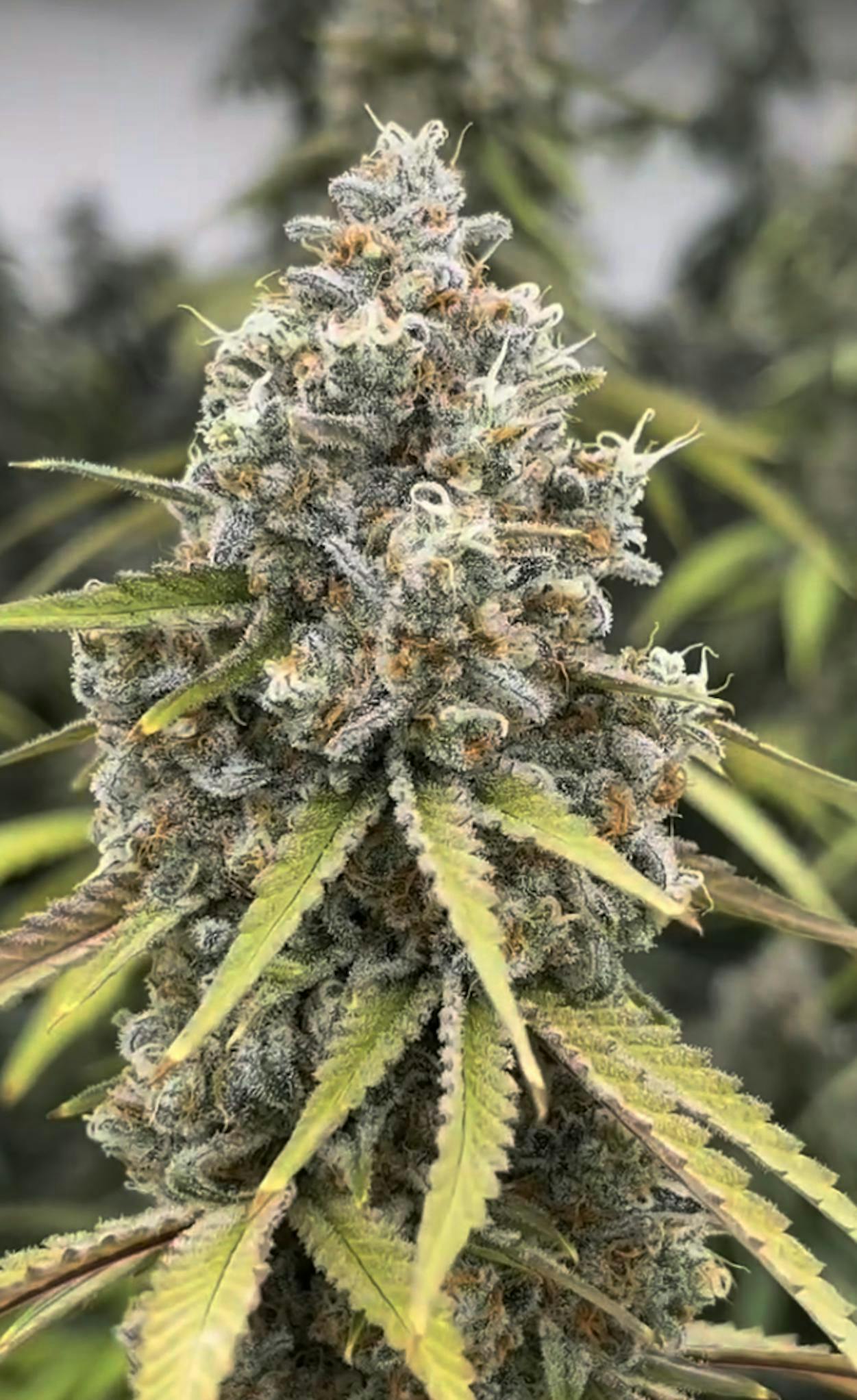 Bloom County - Juicy Fruit - Bulk Flower - 1