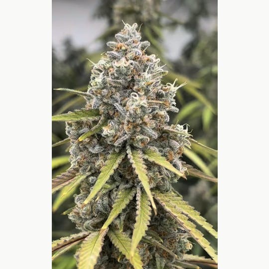 Bloom County - Juicy Fruit - Bulk Flower - 1