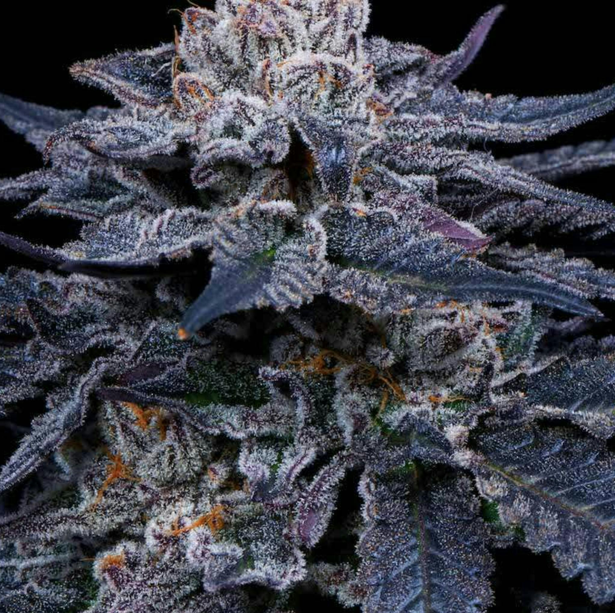 Bloom County - Secret Mints - 3.5g Flower - 1