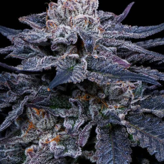 Bloom County - Secret Mints - 3.5g Flower - 1