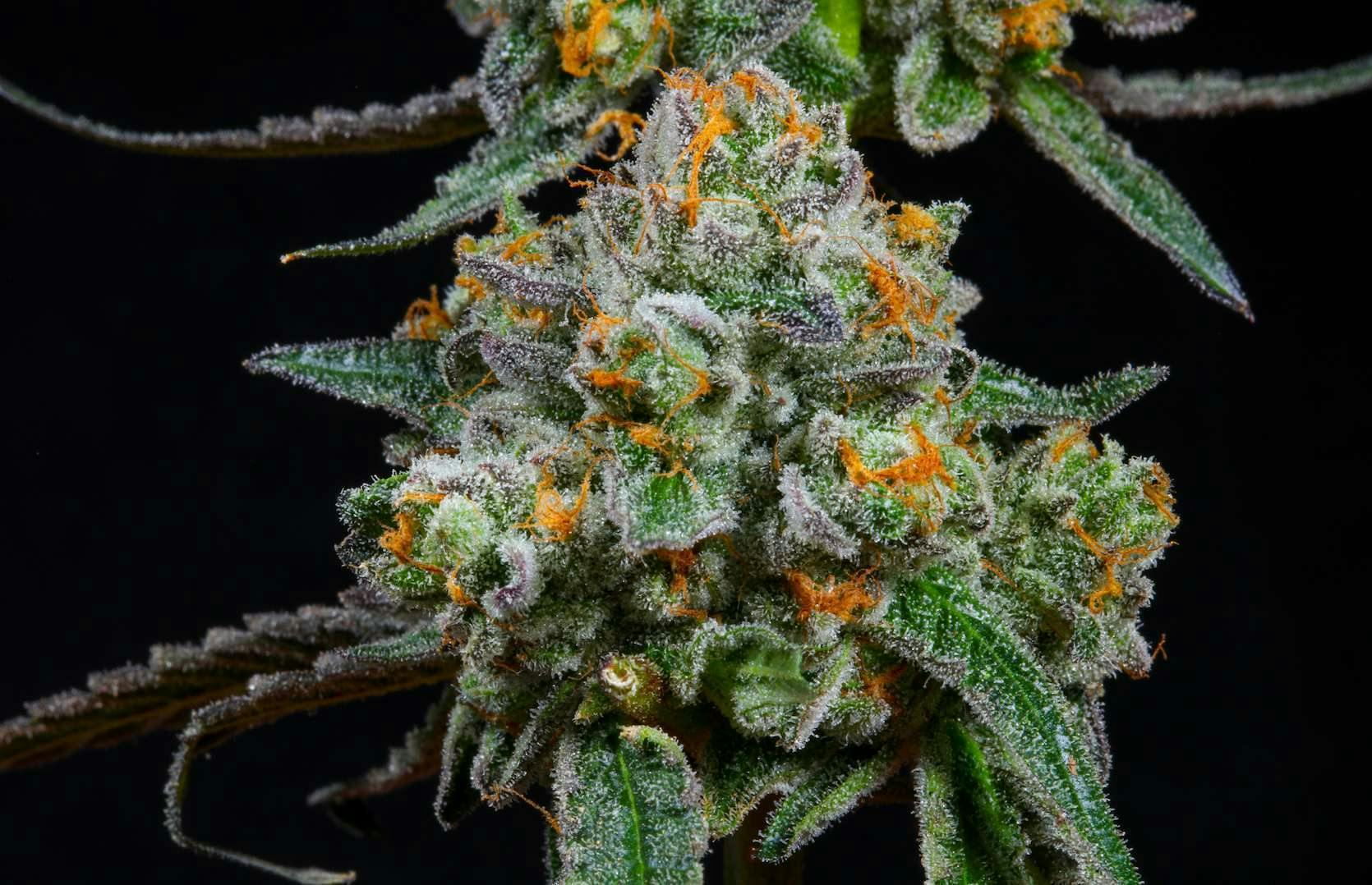 Bloom County - Sherbacio - 3.5g Flower - 1