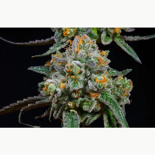 Bloom County - Sherbacio - 3.5g Flower - 1