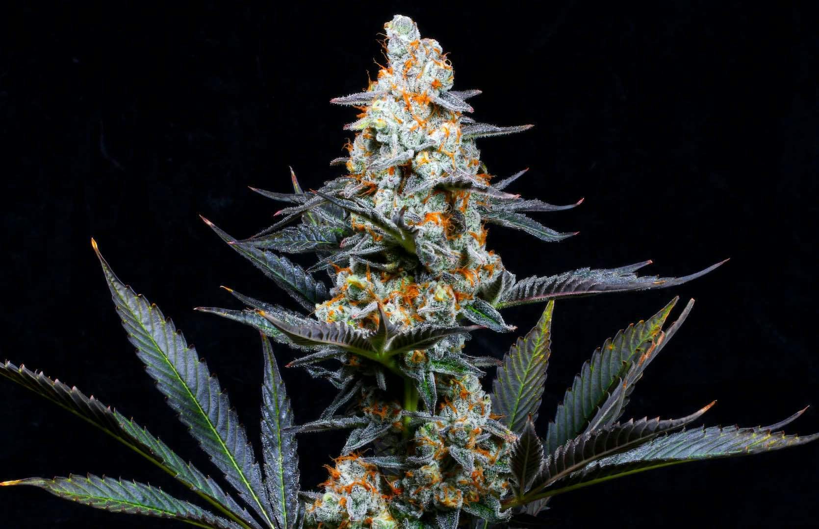 Bloom County - Sherb Breath - 3.5g Flower - 1