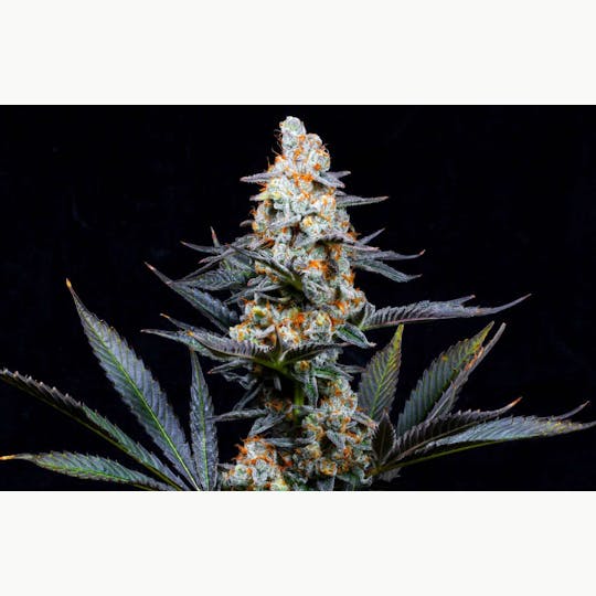 Bloom County - Sherb Breath - 3.5g Flower - 1