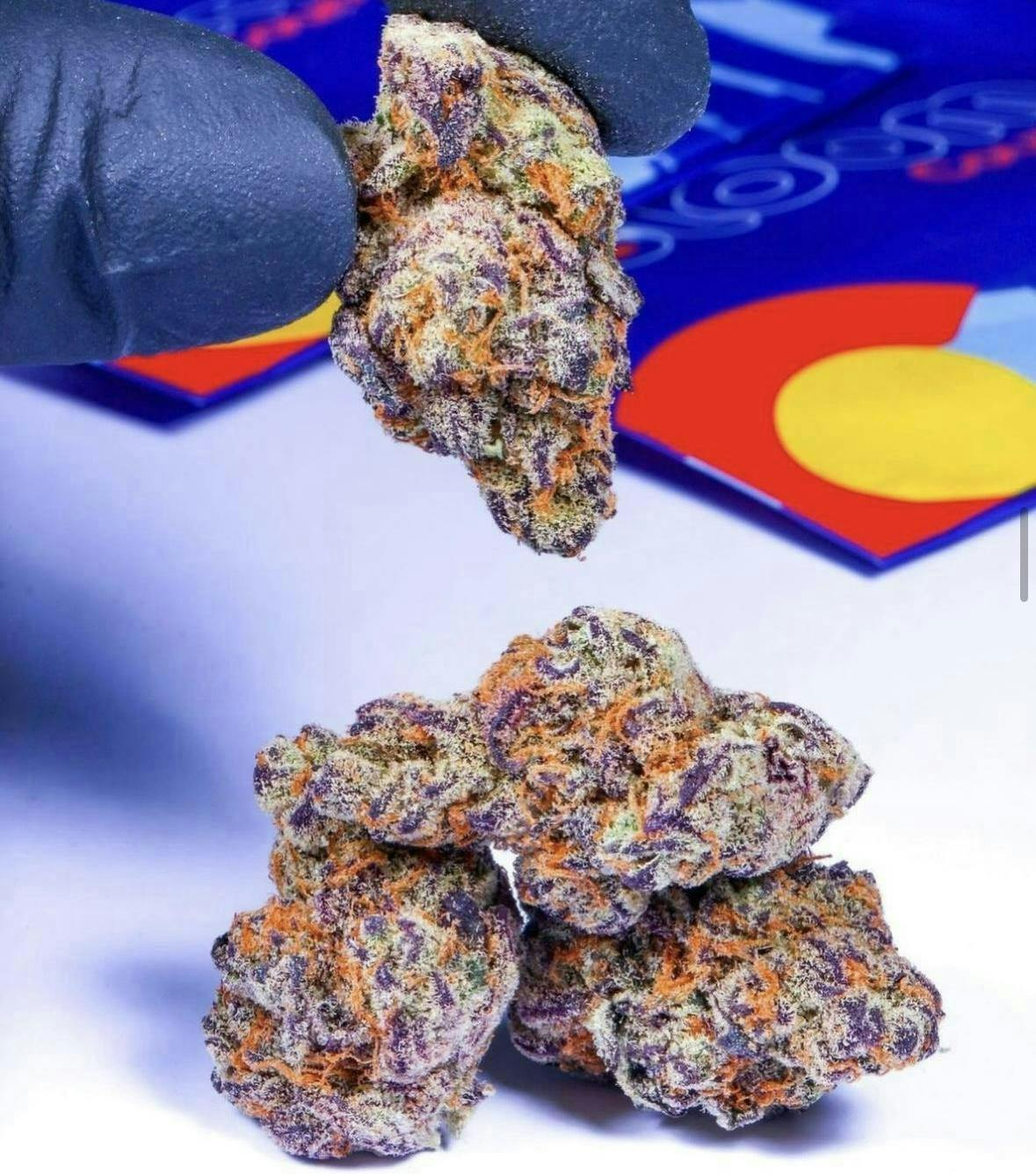 Bloom County - Sunset Sherbet - Bulk Flower - 1