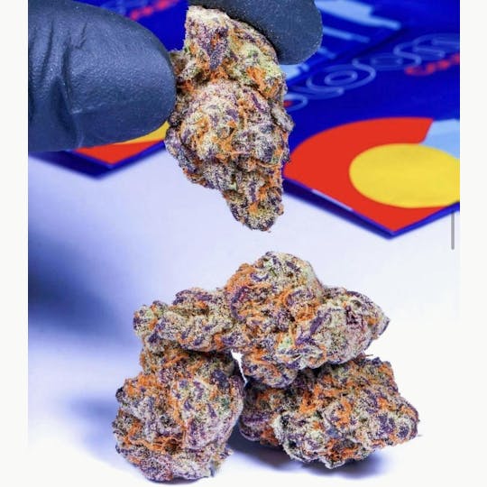 Bloom County - Sunset Sherbet - Bulk Flower - 1