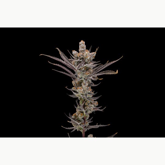JAR Cannabis Co. - Winter Sunset by JAR Cannabis Co. - 1