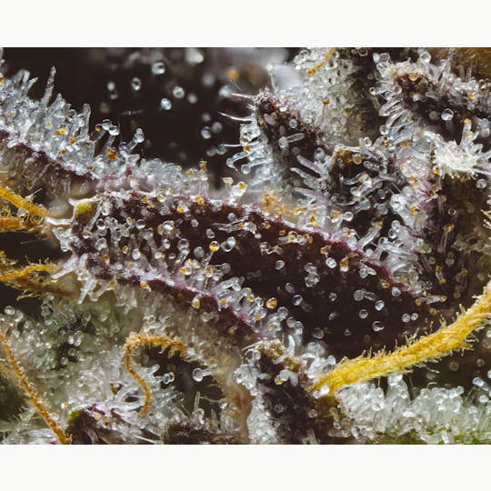 JAR Cannabis Co. - Oishii by JAR Cannabis Co. - 1