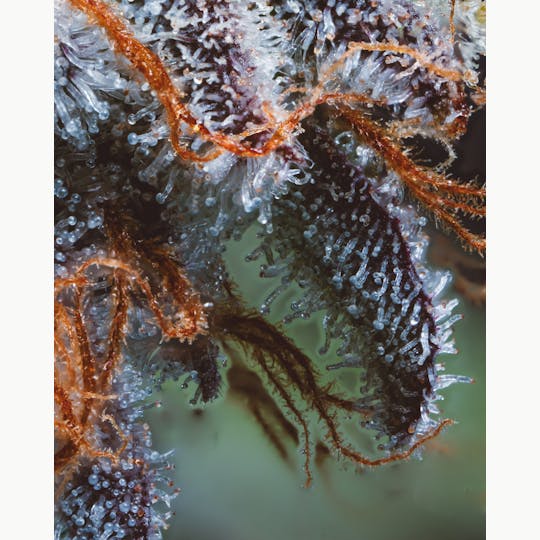 JAR Cannabis Co. - Golden Goat by JAR Cannabis Co. - 1