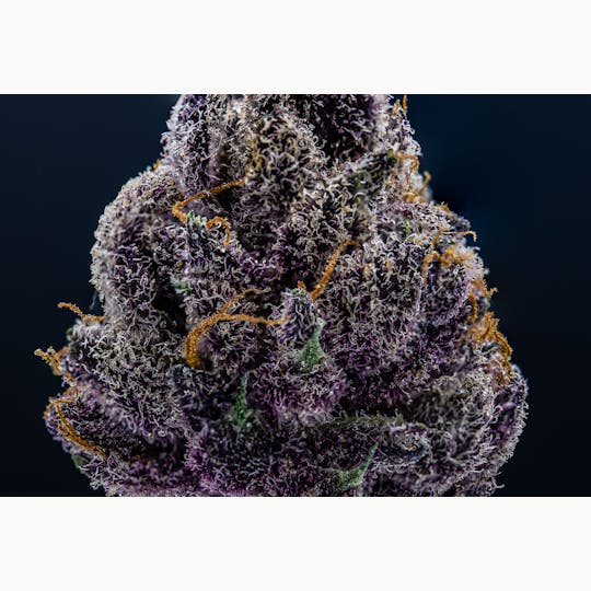 JAR Cannabis Co. - Tropicana Cherries by JAR Cannabis Co. - 1