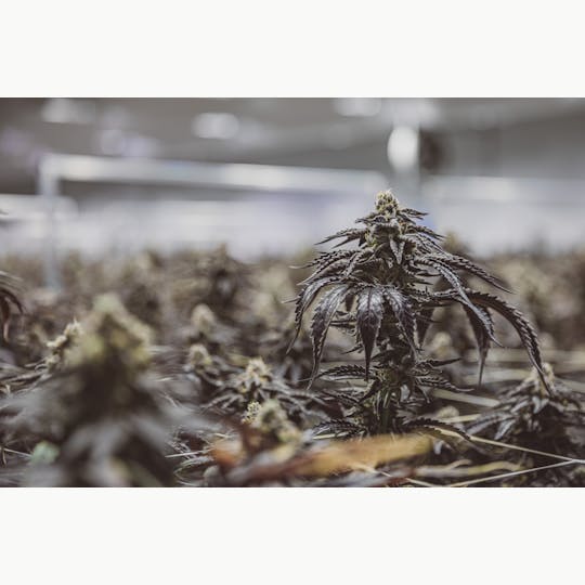 JAR Cannabis Co. - Devil Driver by JAR Cannabis Co. - 1