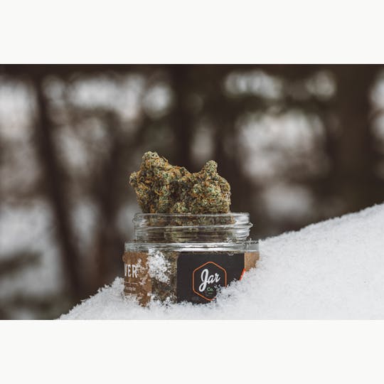 JAR Cannabis Co. - Citrus Scout by JAR Cannabis Co. - 1