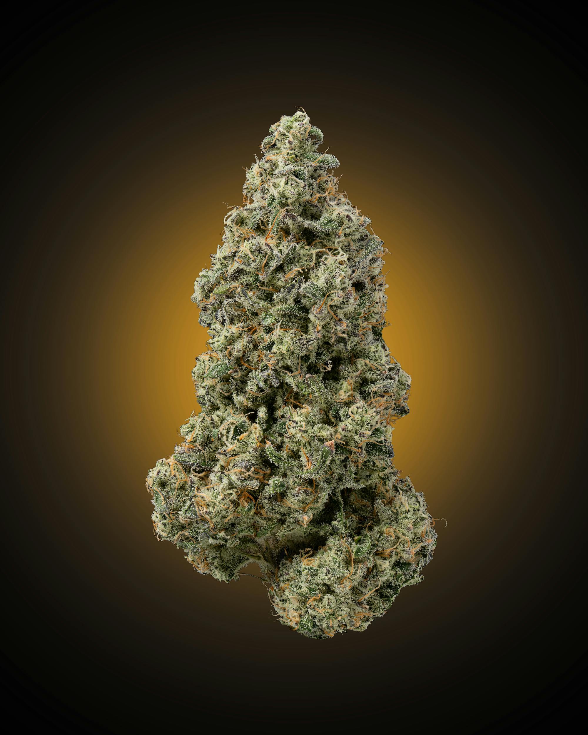 Faded Cannabis Company - Blueberry Sugar - (Blueberry Frosting X Grape Cream Cake) - 1