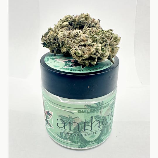 Antheia - NAUTILUS STREET 1210 (I) 3.5G - 1