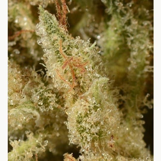 Bedford Grow - Bedford Grow | Bedford Haze | Smalls | 7G - 1