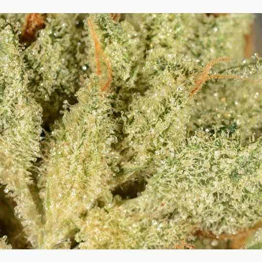 Bedford Grow - Bedford Grow | Chem Dawg | Smalls | 7G - 1