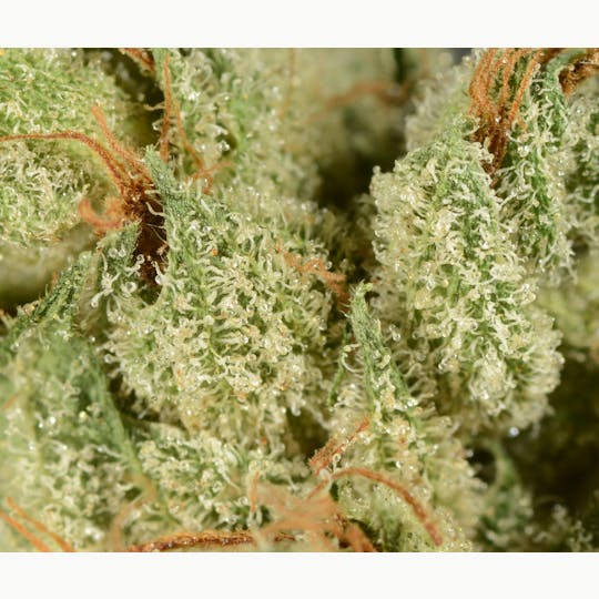Bedford Grow - Bedford Grow | Bubba Chem | Smalls | 7G - 1