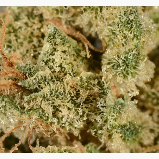 Bedford Grow - Bedford Grow | Durban Haze | Smalls | 7G - 1