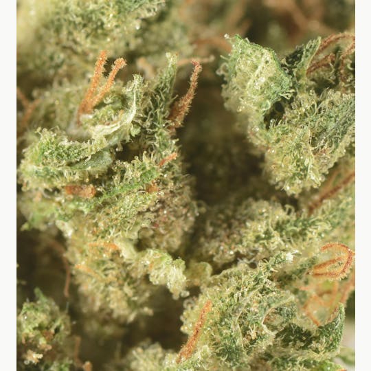 Bedford Grow - Bedford Grow | Cherry Charlotte | Smalls | 7G - 1