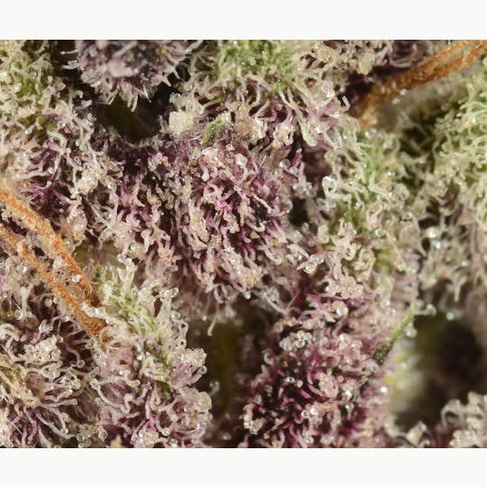 Bedford Grow - Bedford Grow | Black Cherry Chem | Smalls | 7G - 1