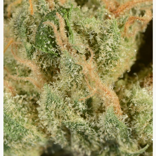 Bedford Grow - Bedford Grow | Diesel Haze | Smalls | 7G - 1