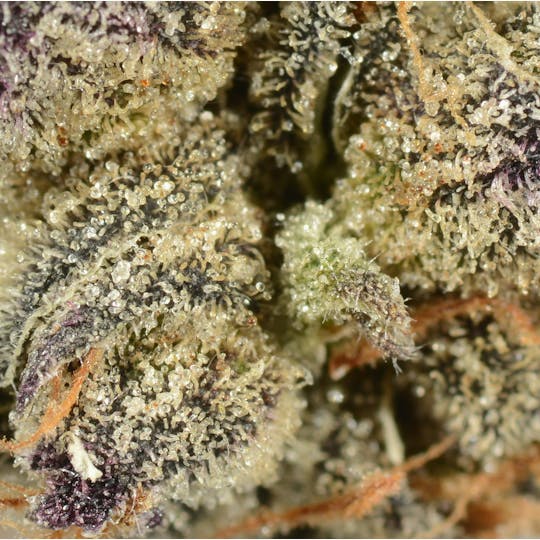 Bedford Grow - Bedford Grow | Cookies | Smalls | 7G - 1