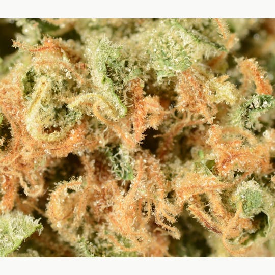 Bedford Grow - Bedford Grow | Chemzilla | Smalls | 7G - 1