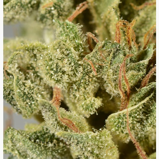 Bedford Grow - Bedford Grow | Cherry Wu | Smalls | 7G - 1