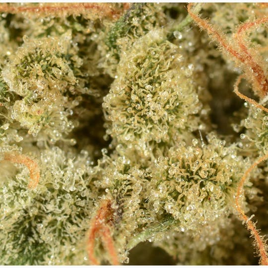 Bedford Grow - Bedford Grow | Chemnesia | Smalls | 7G - 1