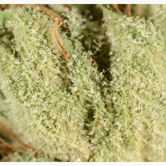 Bedford Grow - Bedford Grow | Bedford OG | Smalls | 7G - 1