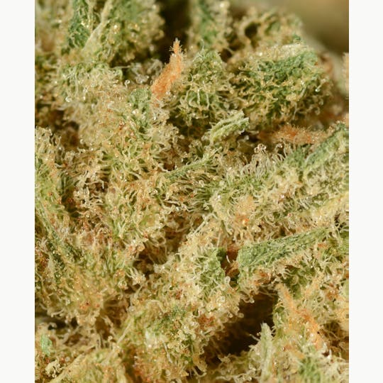 Bedford Grow - Bedford Grow | Bubble Tang | Smalls | 7G - 1