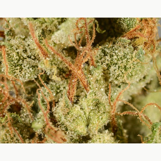 Bedford Grow - Bedford Grow | Higgs Boson | Smalls | 7G - 1