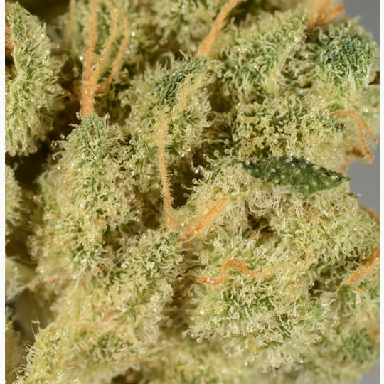 Bedford Grow - Bedford Grow | VA Haze | Flower | 3.5G - 1