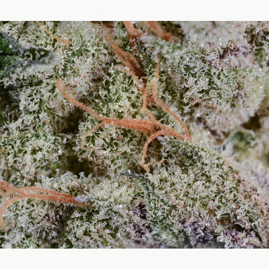 Bedford Grow - Bedford Grow | Black Kush | Flower | 3.5G - 1