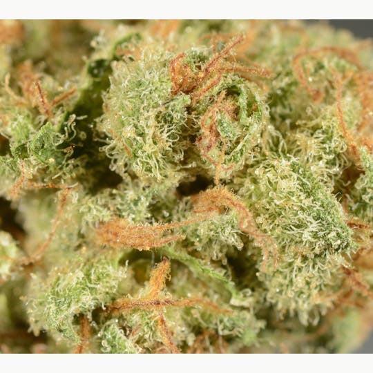 Bedford Grow - Bedford Grow | Lemon Durban | Smalls | 7G - 1