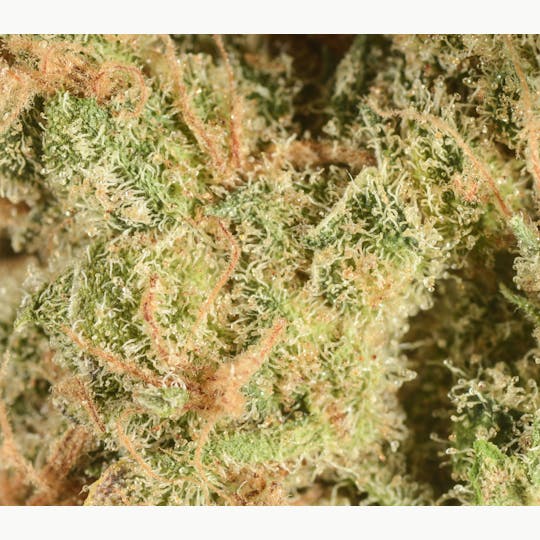 Bedford Grow - Bedford Grow | Gold King Thai | Smalls | 7G - 1