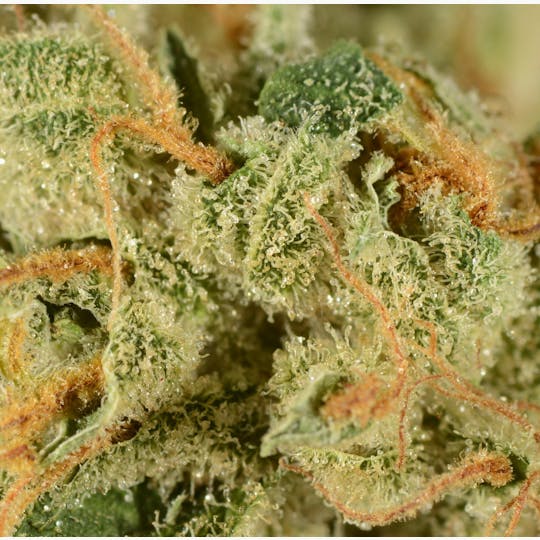 Bedford Grow - Bedford Grow | Kachook | Flower | 3.5G - 1