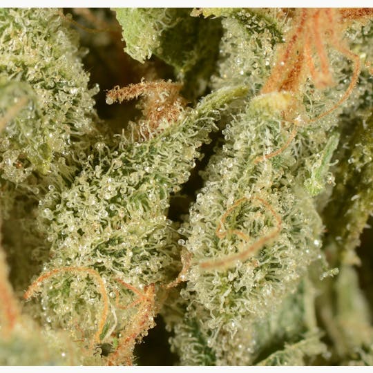 Bedford Grow - Bedford Grow | Uncle Monkey Haze | Smalls | 7G - 1