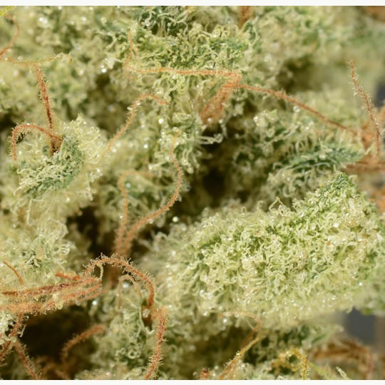 Bedford Grow - Bedford Grow | Lou's Legacy | Flower | 3.5G - 1
