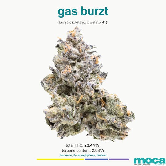 MOCA Humboldt - MOCA Flowers - 1/8th Jar - Gas Burzt - 1