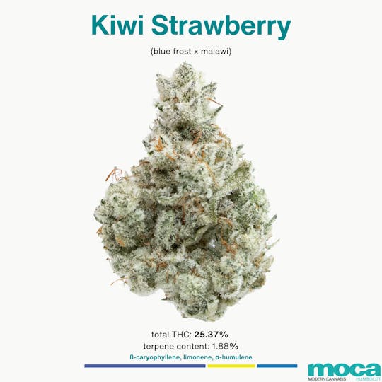 MOCA Humboldt - MOCA Flowers - 1/8th Jar - Kiwi Strawberry - 1